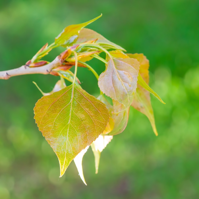 Foto di Pioppo lombardo