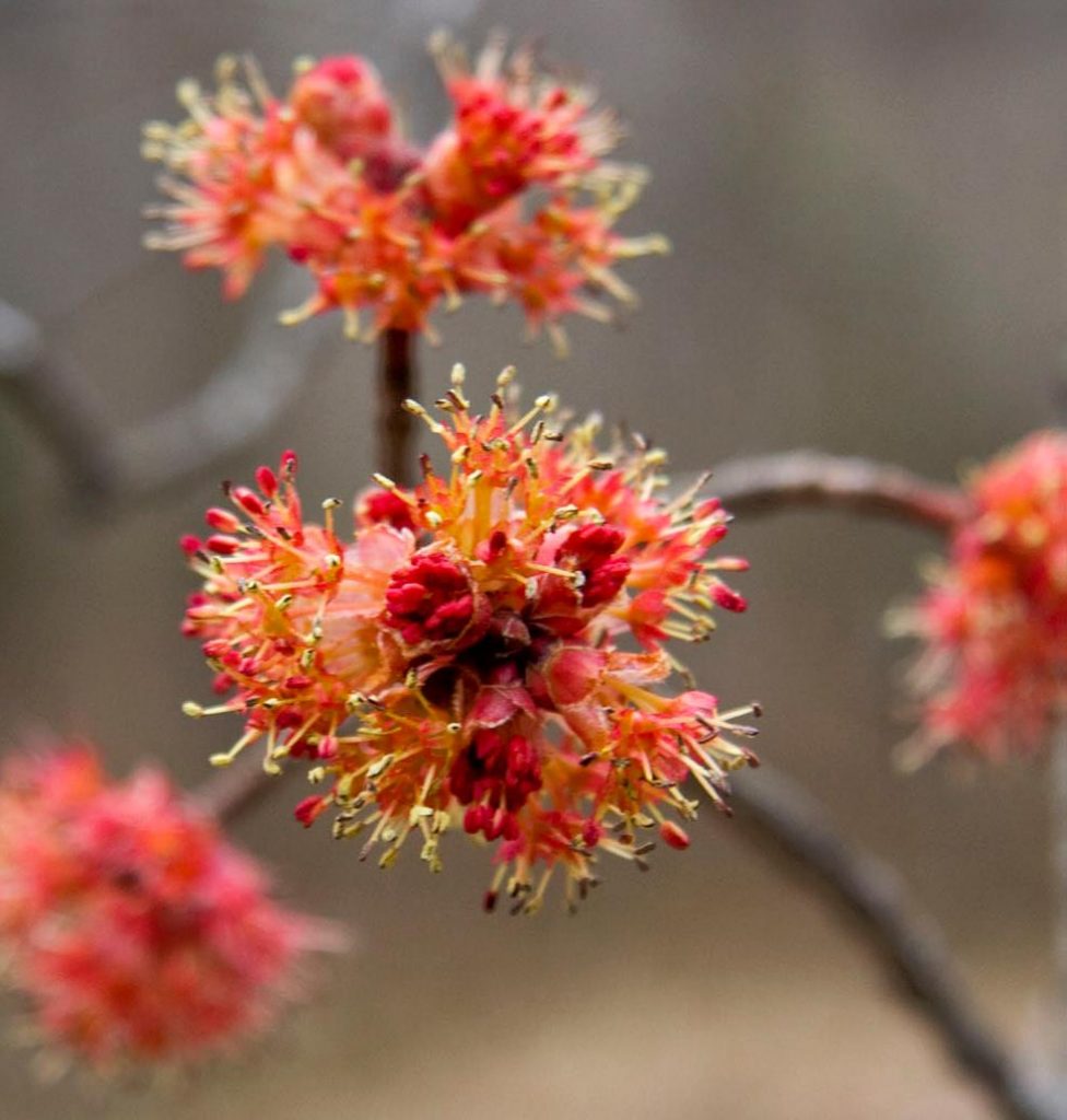La Botanica di BAM: Acer Rubrum October Glory