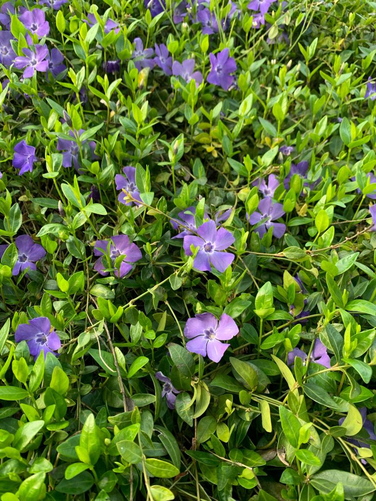 Oggi in fiore @BAM: la pervinca