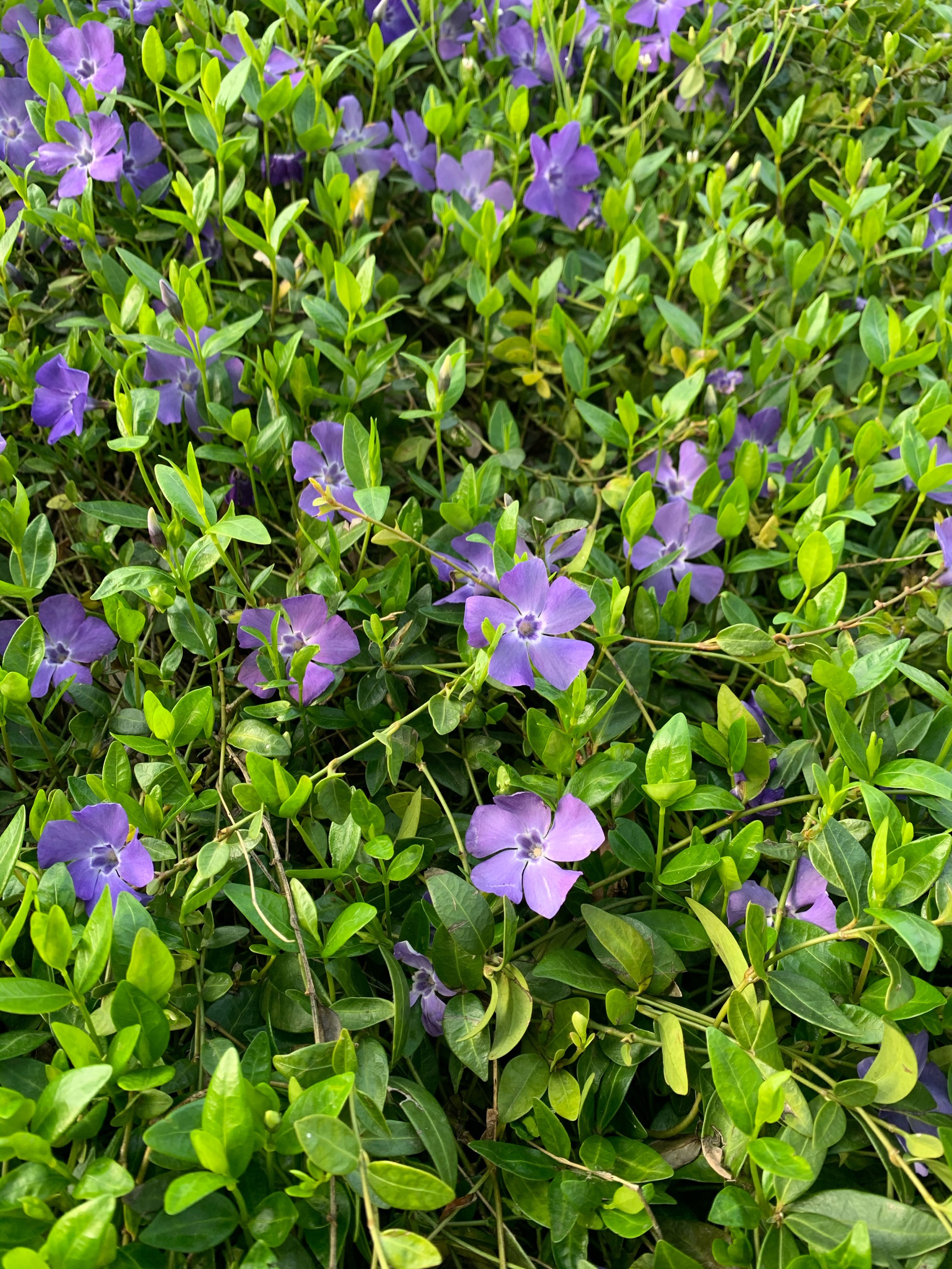 Oggi in fiore @BAM: la pervinca
