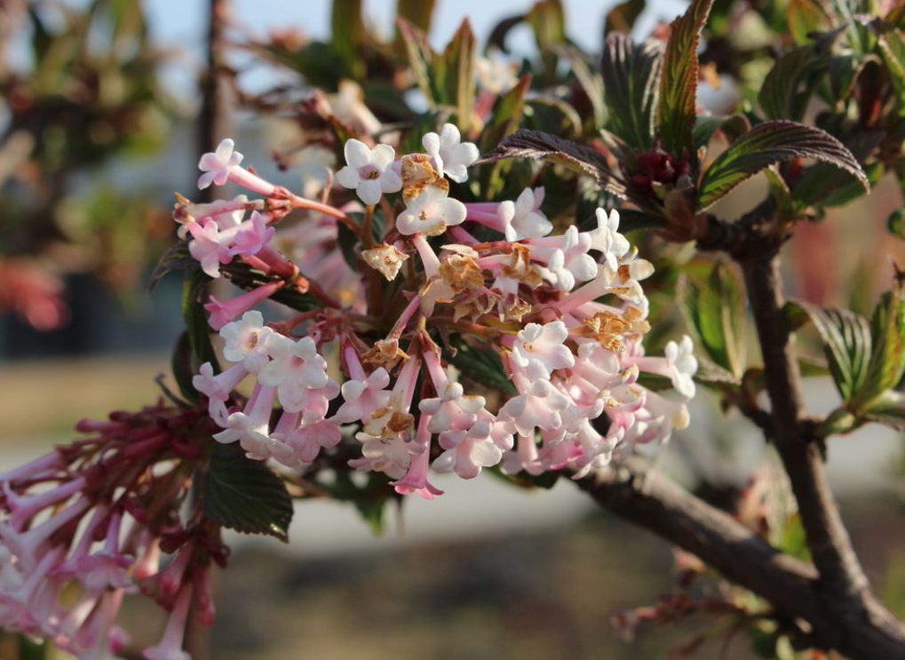 Bloom – Percorso tra le fioriture