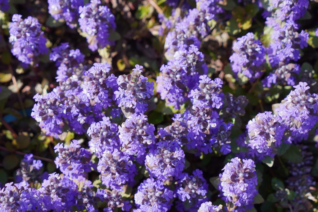 Oggi in fiore @BAM: Ajuga reptans ‘Black Scallop’