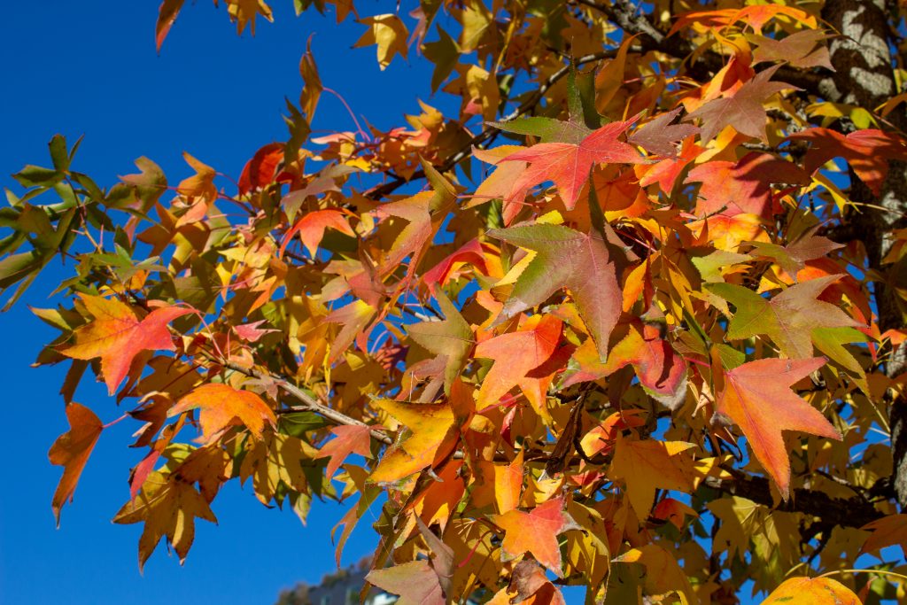 La botanica di BAM: i colori dell’autunno