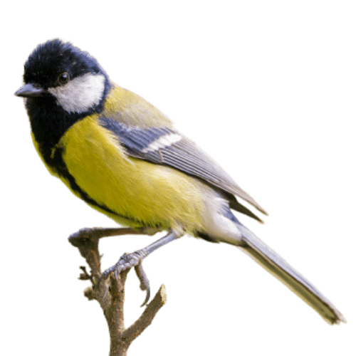 cinciallegra