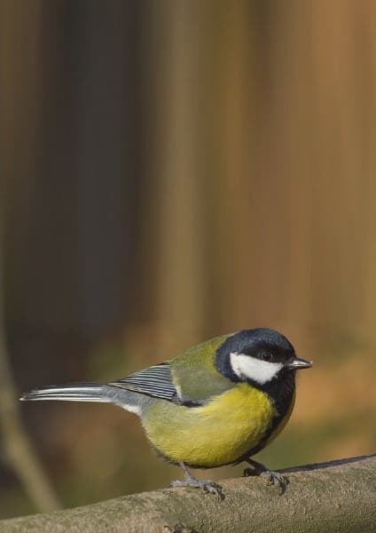 cinciallegra - parus major