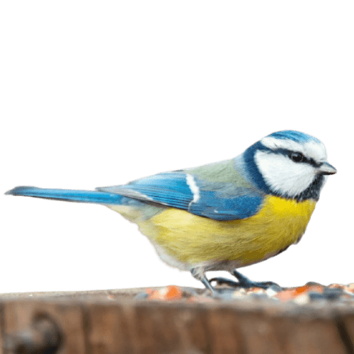 cinciarella