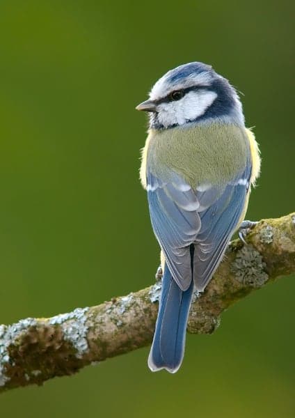cinciarella - cyanistes ceruleus