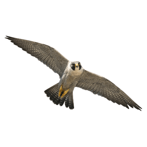 falco pellegrino