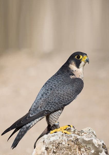 falco pellegrino - falco peregrinus
