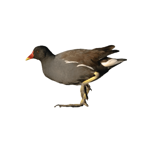 gallinella d'acqua