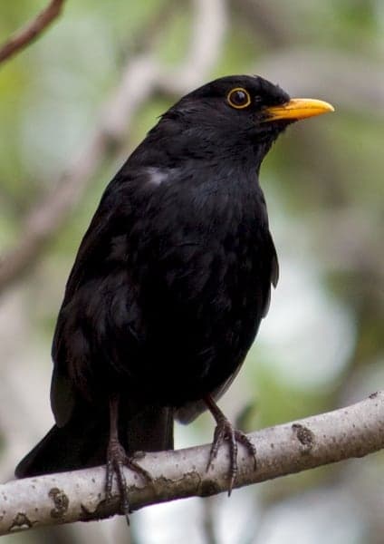 merlo - turdus merula