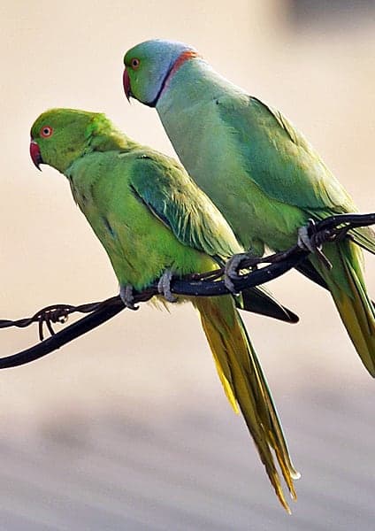 parrocchetto dal collare - psittacula krameri