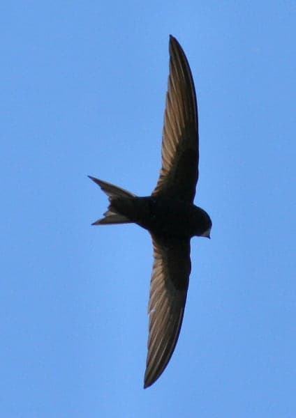 rondone pallido - apus pallidus