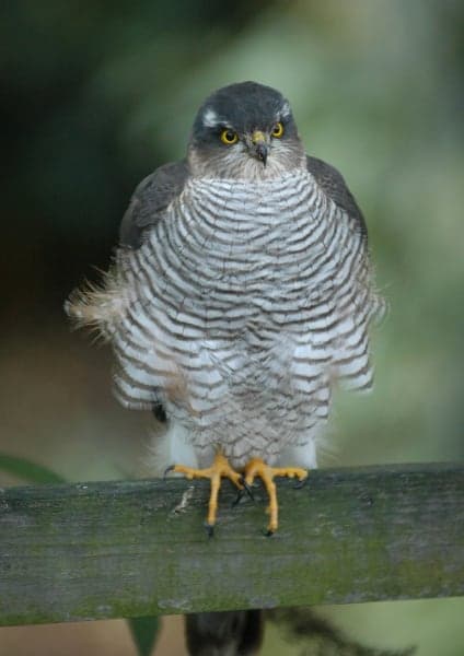 sparviere - accipiter nisus