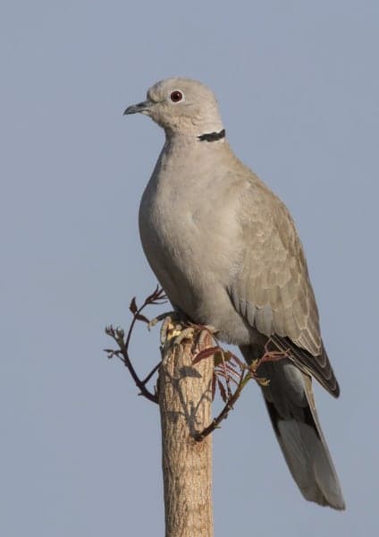 tortora dal collare - streptopelia decaocto