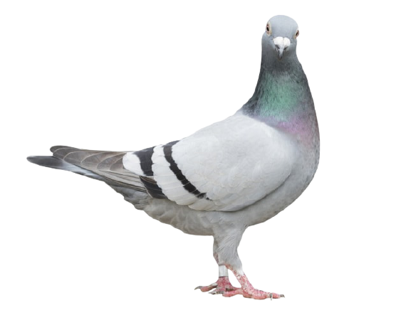 Domestic pigeon