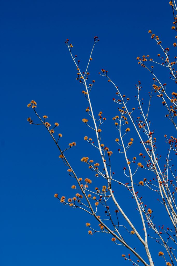 La Botanica di BAM: al confine tra inverno e primavera