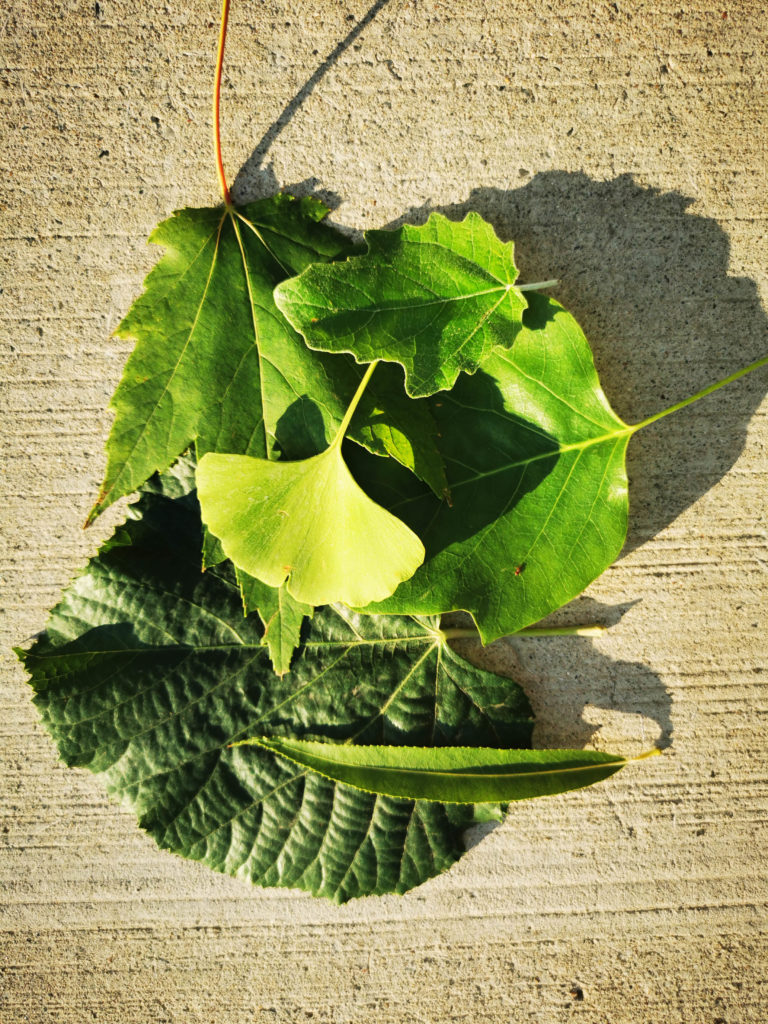 La Botanica di BAM: è arrivata l’estate!