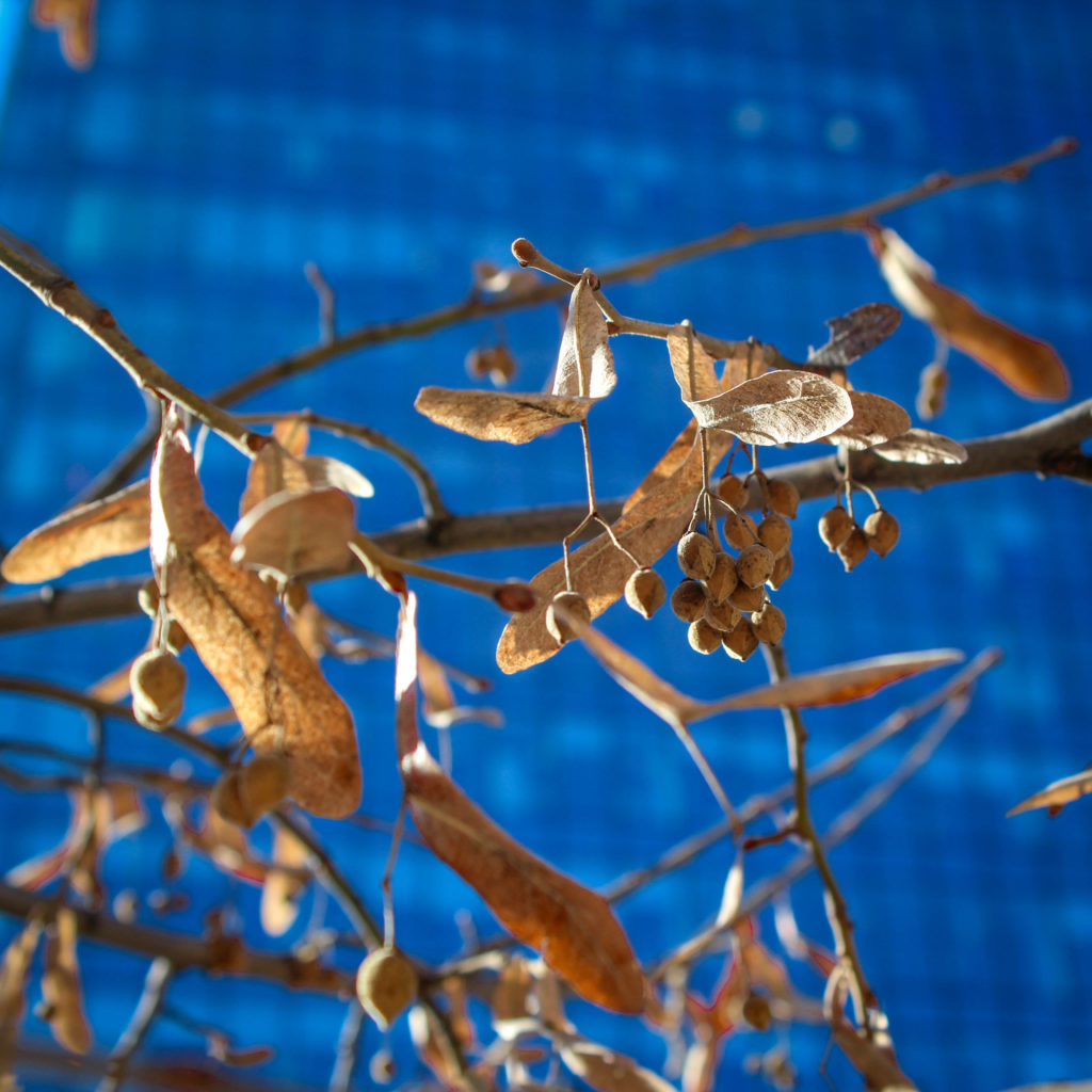 La Botanica di BAM: anche le piante si spostano!