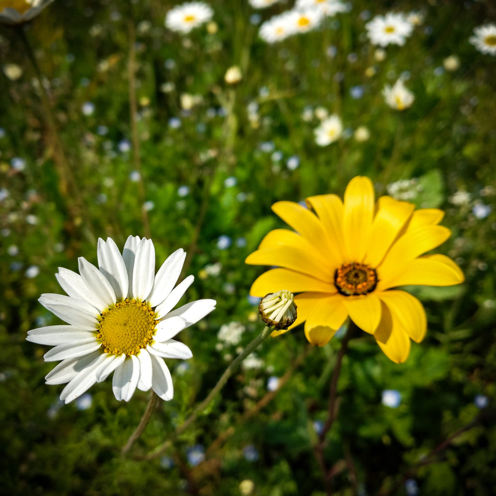 La Botanica di BAM: Fiori Chiari