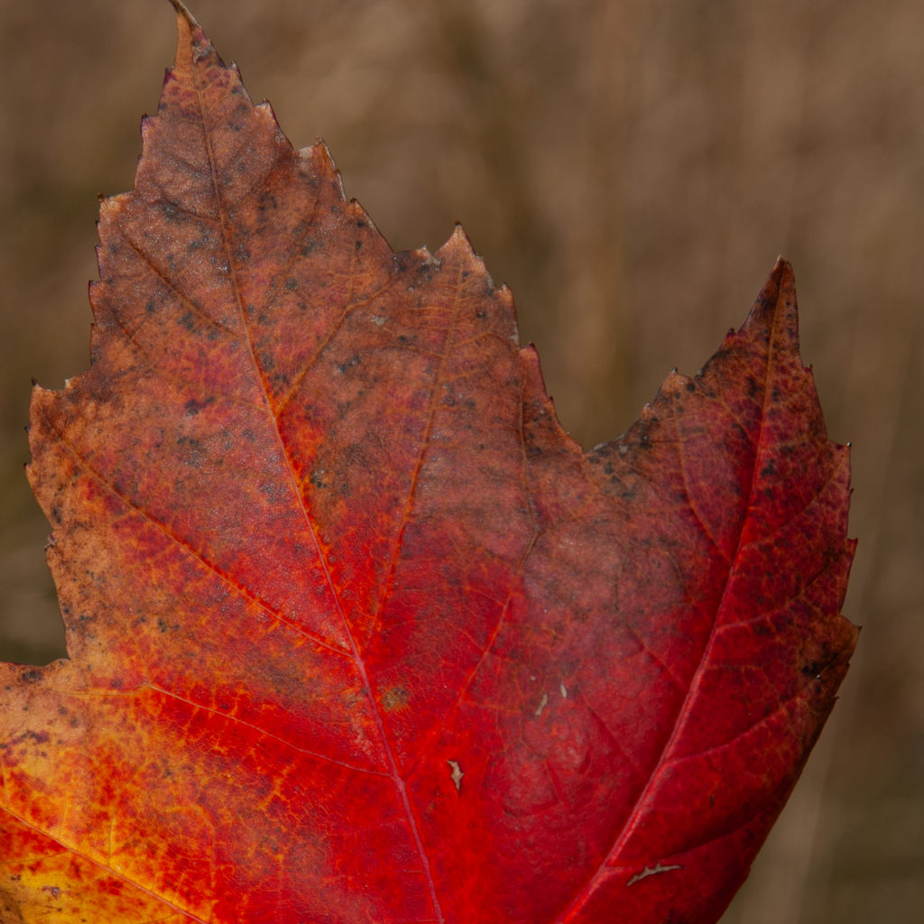 La Botanica di BAM: e Momijigari sia!
