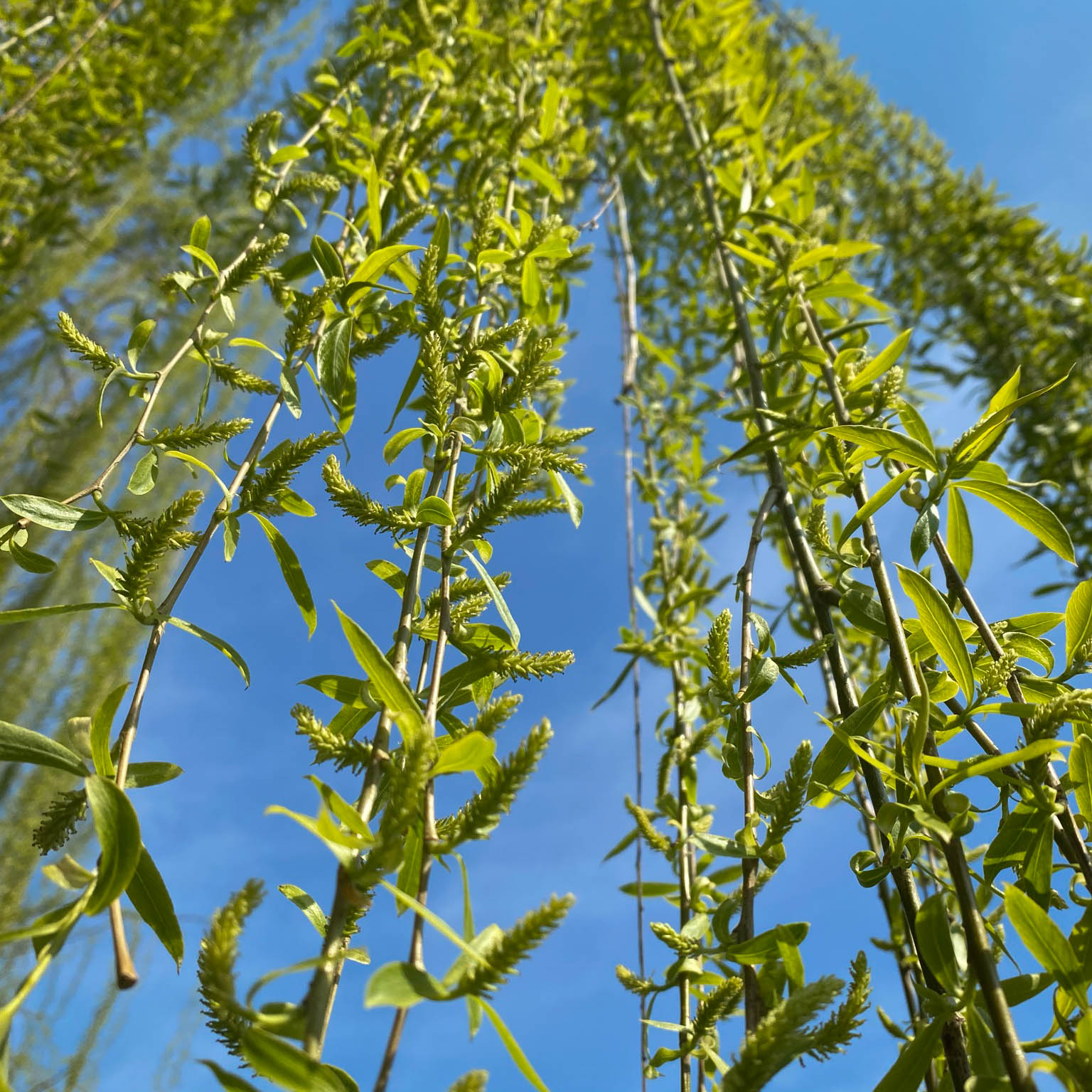 La botanica di BAM: la natura è meravigliosa