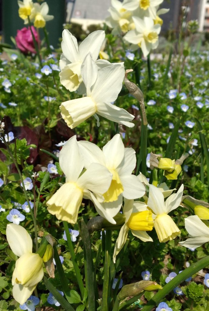 La Botanica di BAM: la natura è musica!